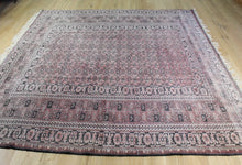 Load image into Gallery viewer, Haani